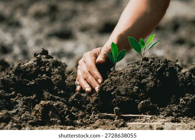 Reforestación y plantación de árboles nativos